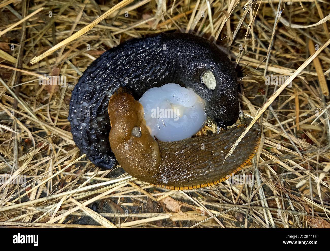 A Portuguese slug (Arion lusitanicus) mate and cross breed with a black slug (Arion ater). The slugs have intertwined, everted penises, carrying out e Stock Photo