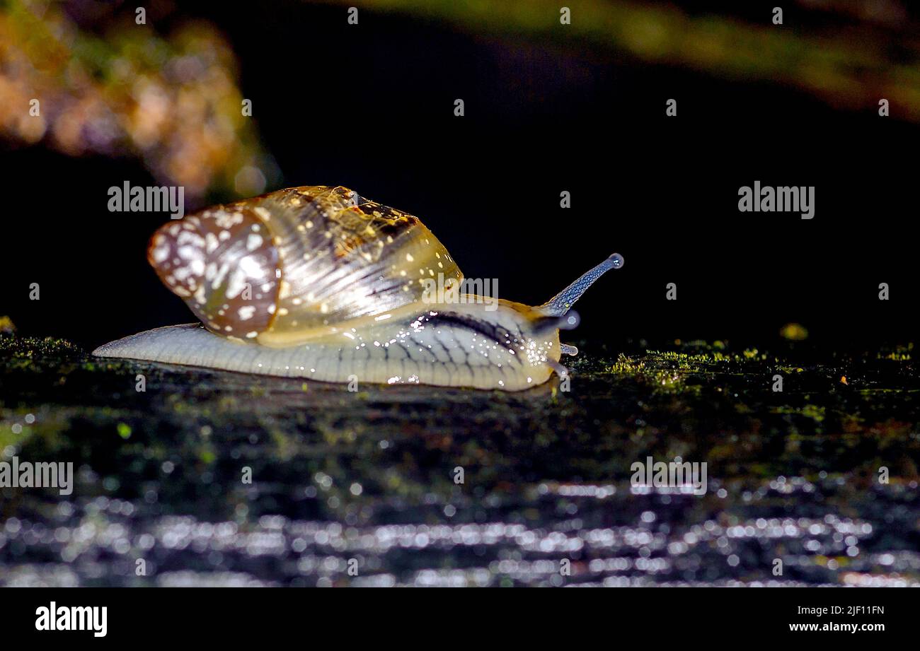 Unidentified terrestrial gastropod from the rainforest of LaSelva, Ecuador. Stock Photo