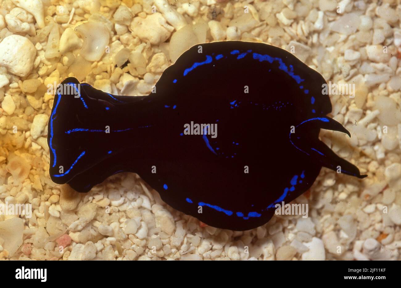 Gardiner's headshield slug (Tubulophilinopsis gardineri) from shallow waters in the Maldives. Stock Photo