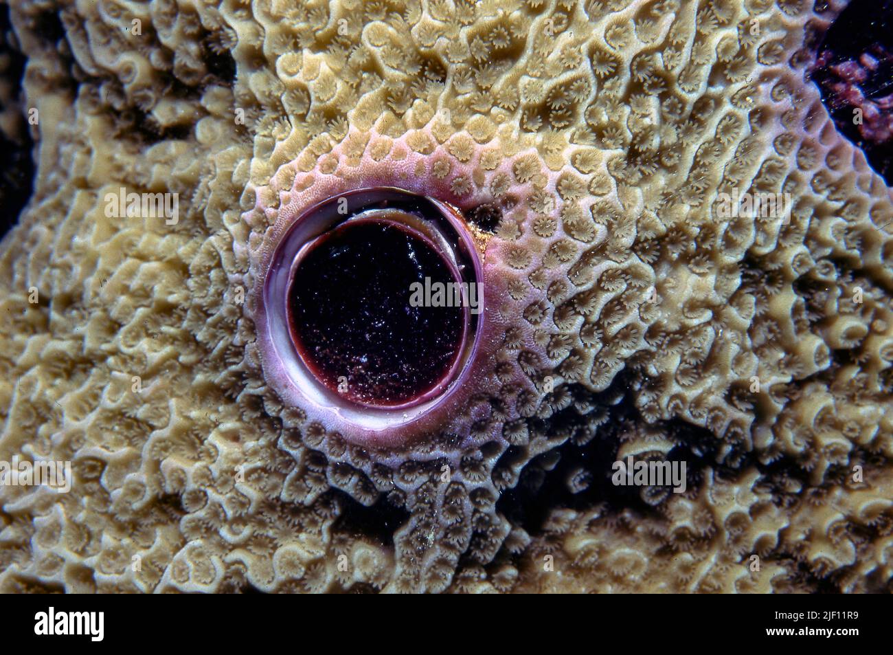 Worm shell (the gastropod Dendropoma maxima) from the Great Barrier Reef, Australia. Stock Photo