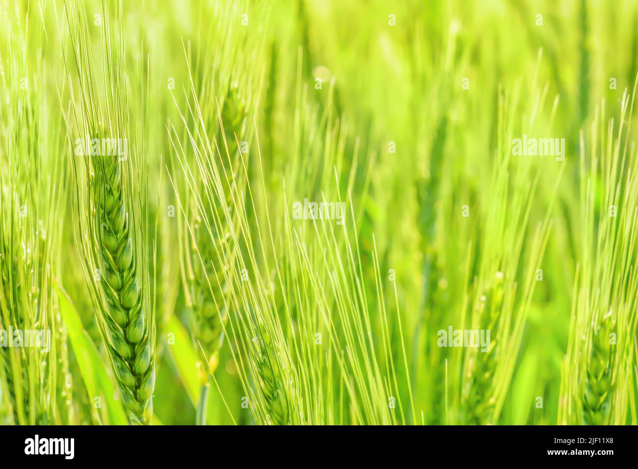 Growth cereal field agriculture wheat background. Green wheat growing field grain ears of barley green rye grain farm agriculture background. Organic Stock Photo