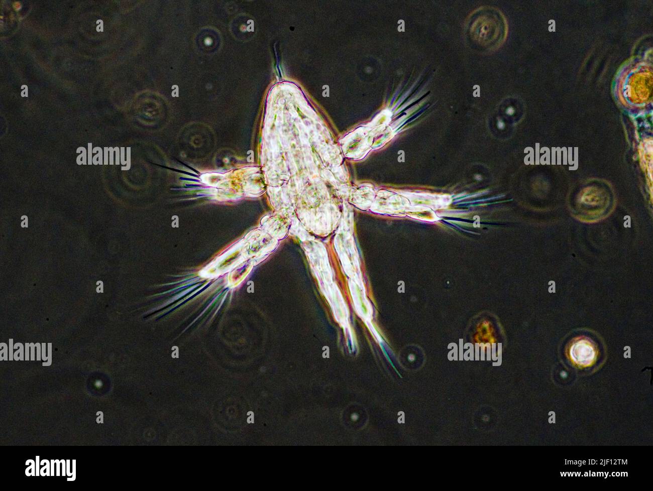 The nauplius larva of a Calanoid Copepod. Stock Photo