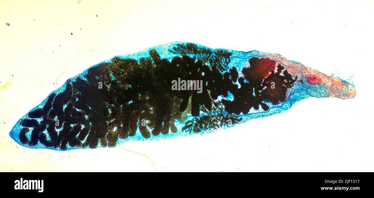 Micro photo of the Lancet Liver Fluke (Dicrocoelium dendriticum). Stock Photo