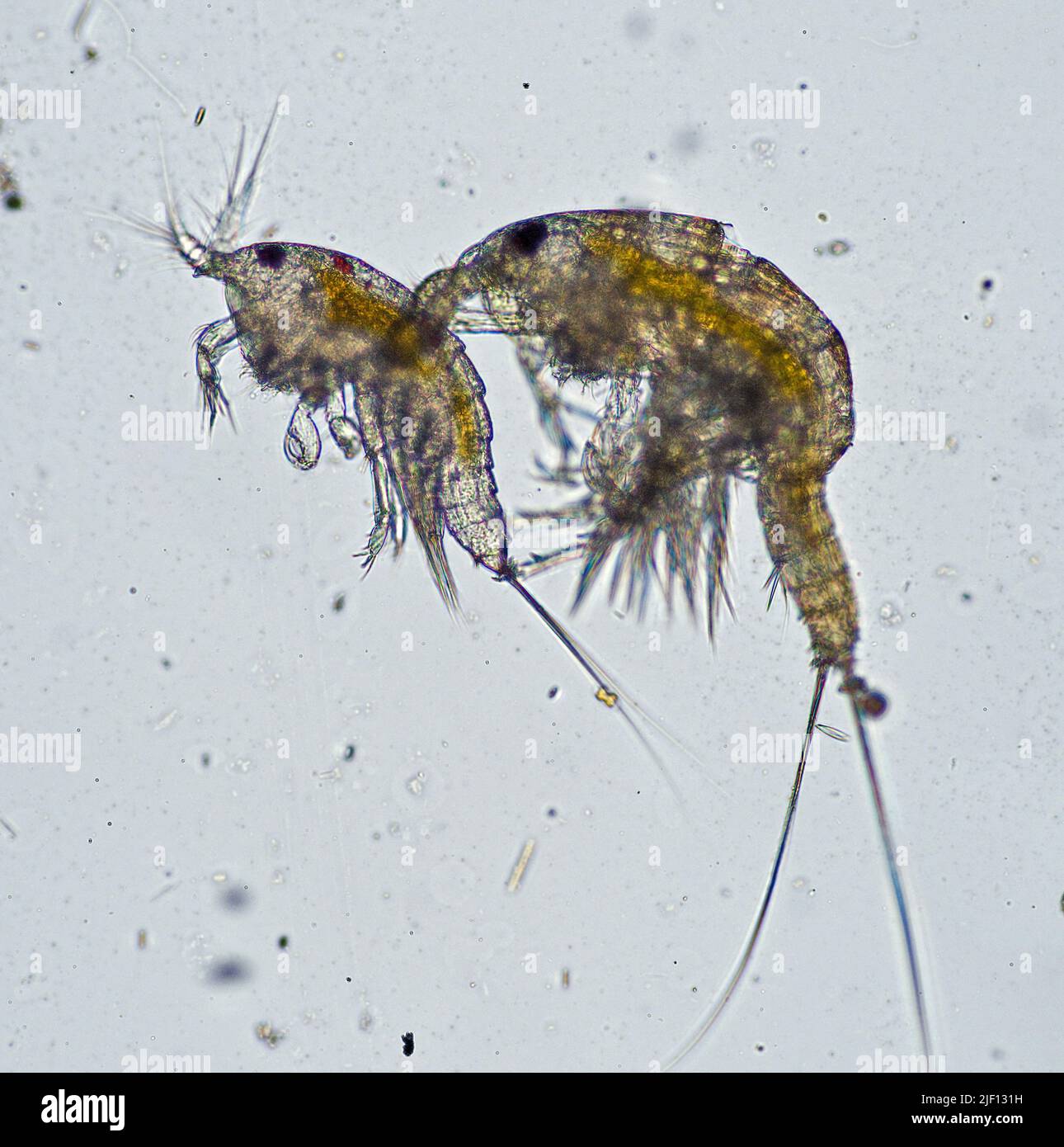 Couple of Harpacticoid Copepods. Stock Photo