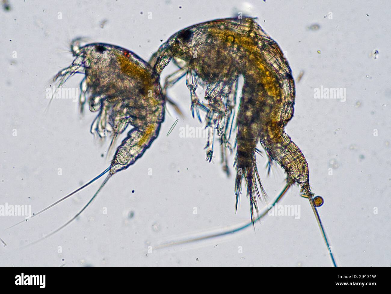 Couple of Harpacticoid Copepods. Stock Photo