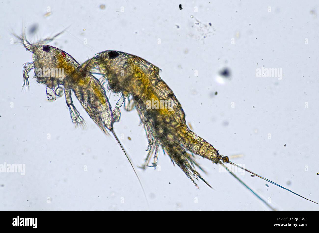 Couple of Harpacticoid Copepods. Stock Photo