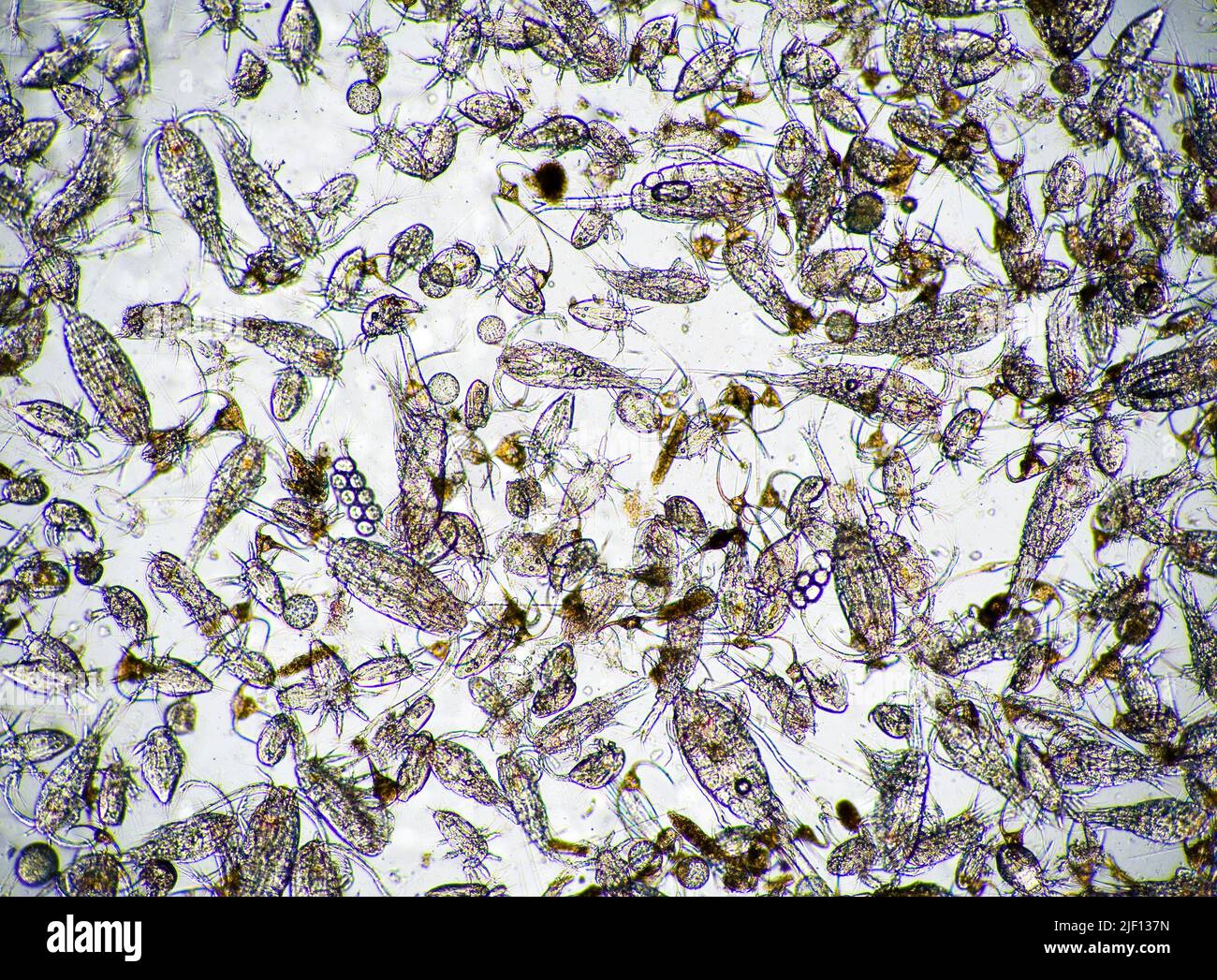 Diverse marine plancton sample from south-western Norway in August. Stock Photo