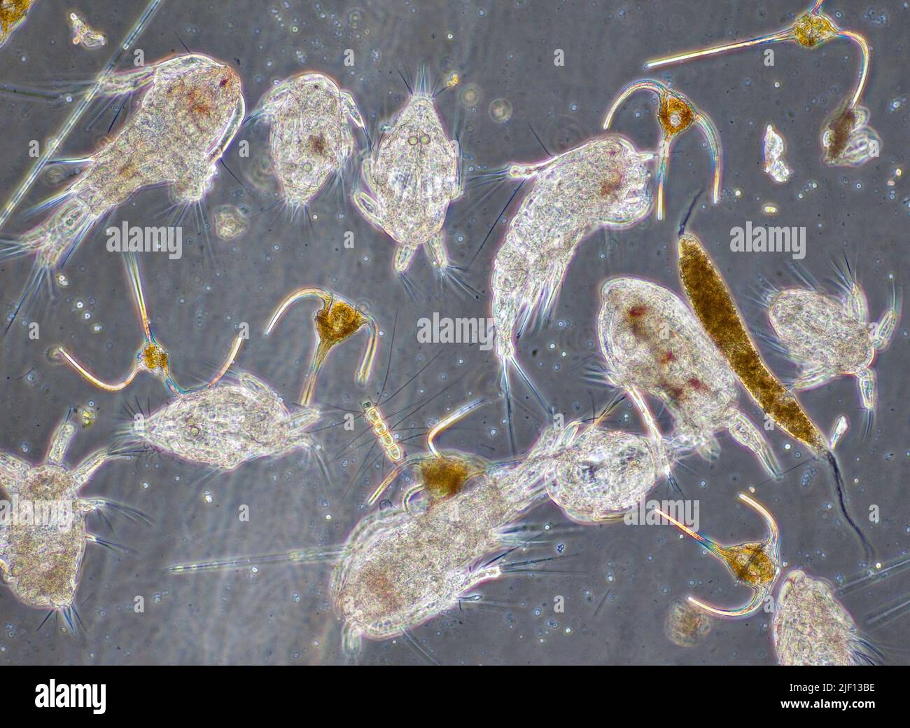Diverse marine plancton sample from south-western Norway in August. Stock Photo