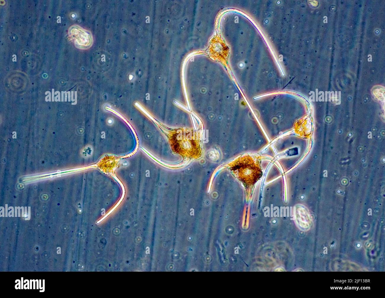 Planctonic dinoflagellates from the genus Ceratium.  South-western Norway in August. Stock Photo