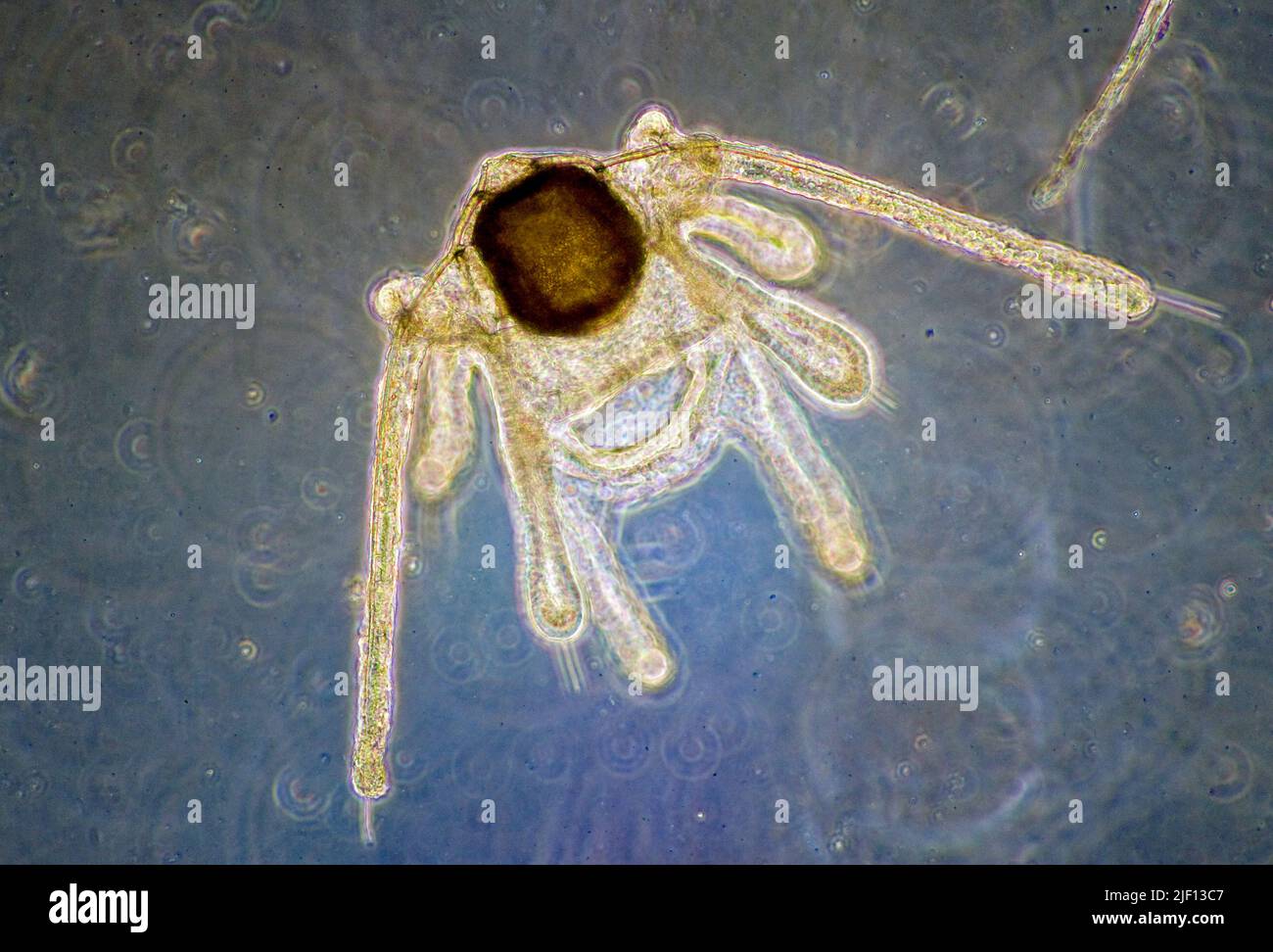 Planctonic larvae of a brittle star, possibly Ophiura sp. Stock Photo