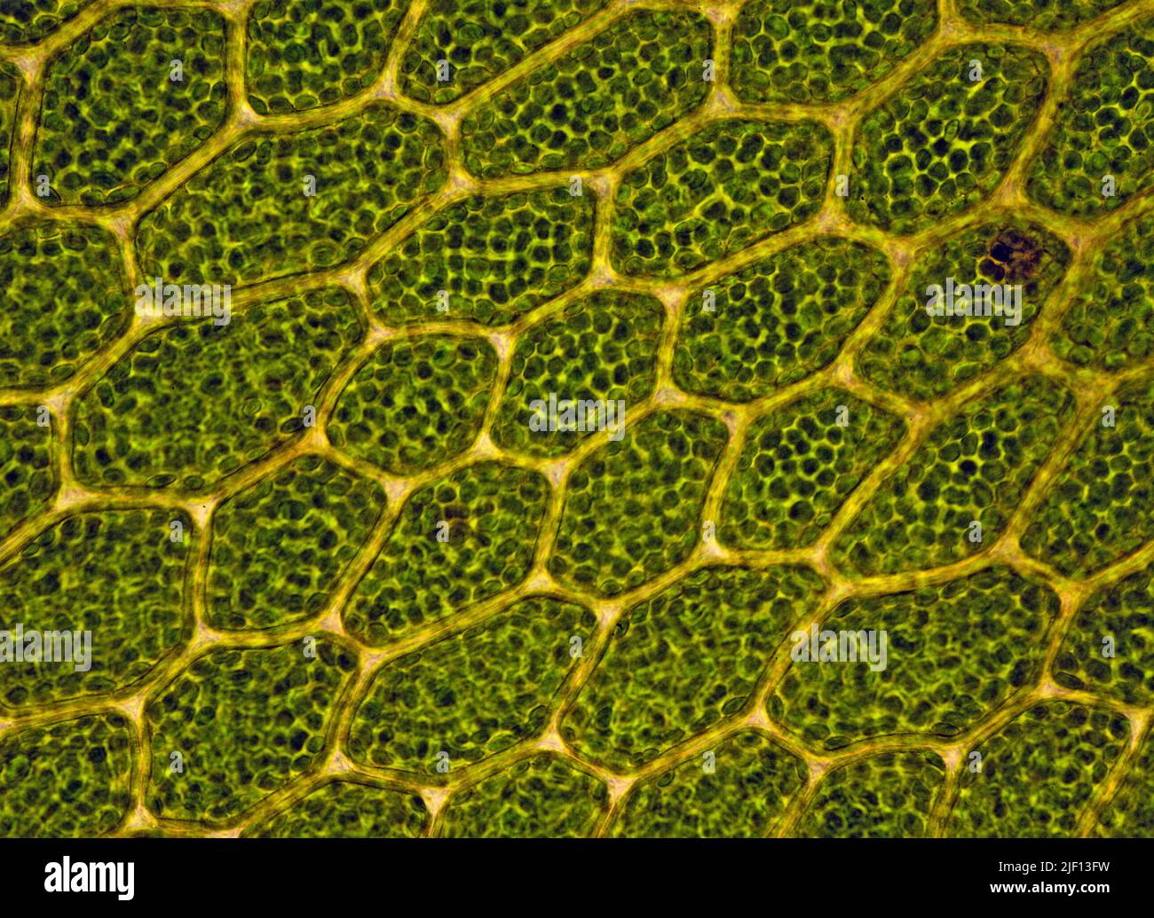 Cells with chloroplasts in Bryophytes (Mnium sp.). From southwestern