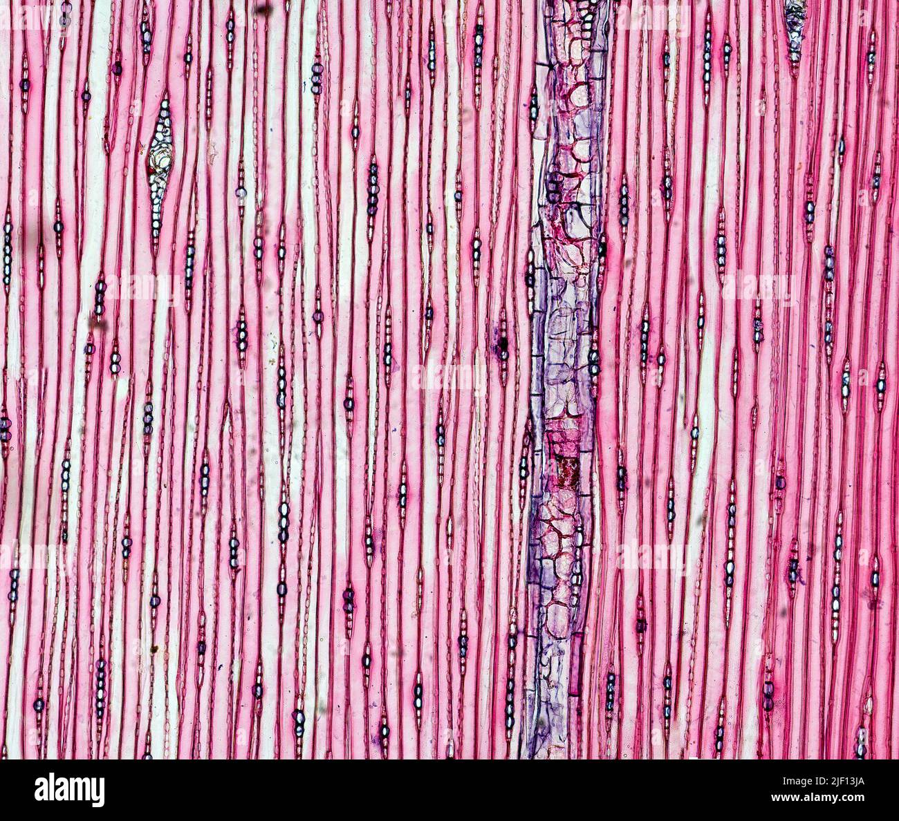 Longitudinal section xylem hi-res stock photography and images - Alamy