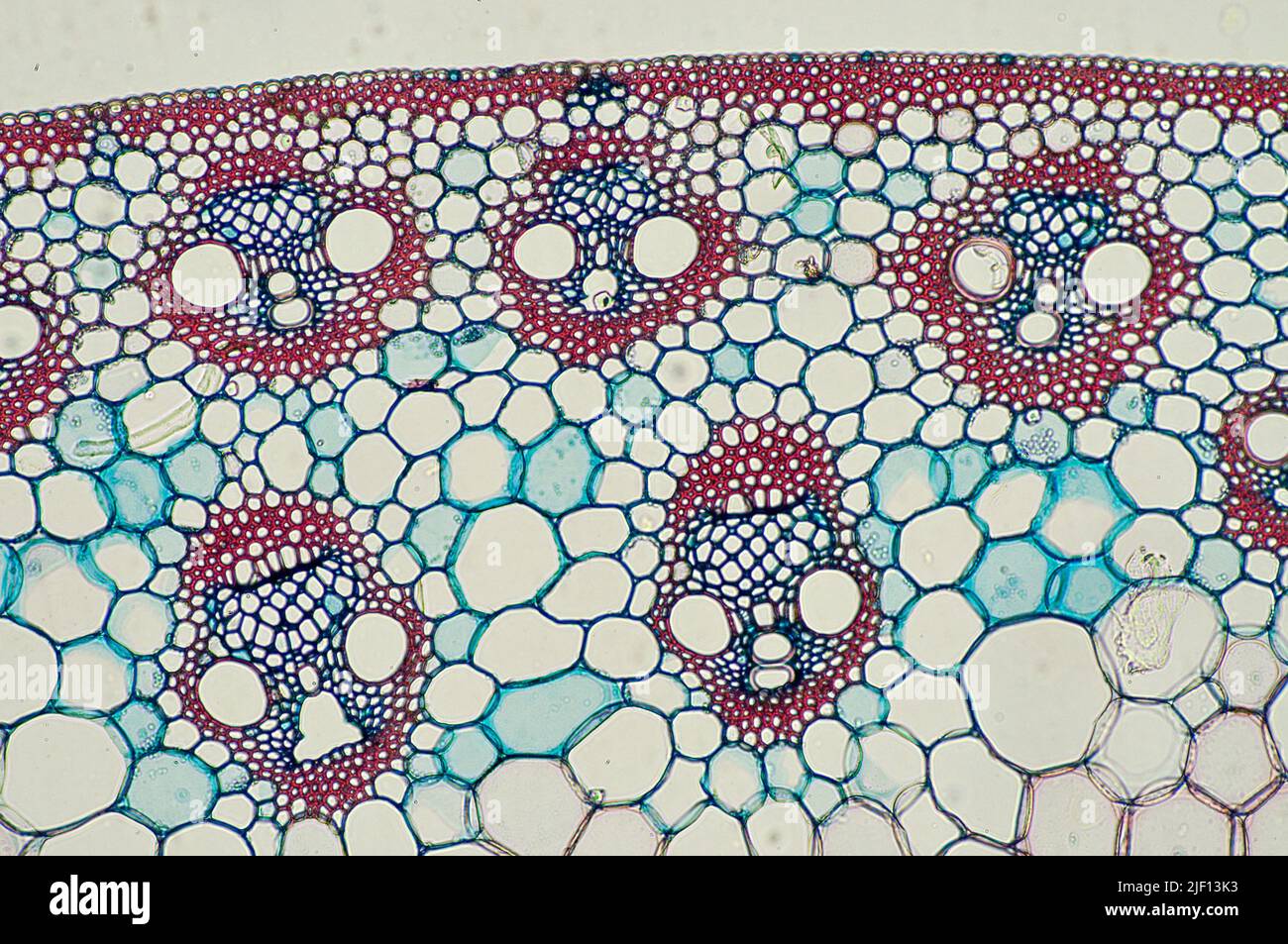 Vascular bundle from maize (Zea mays Stock Photo - Alamy
