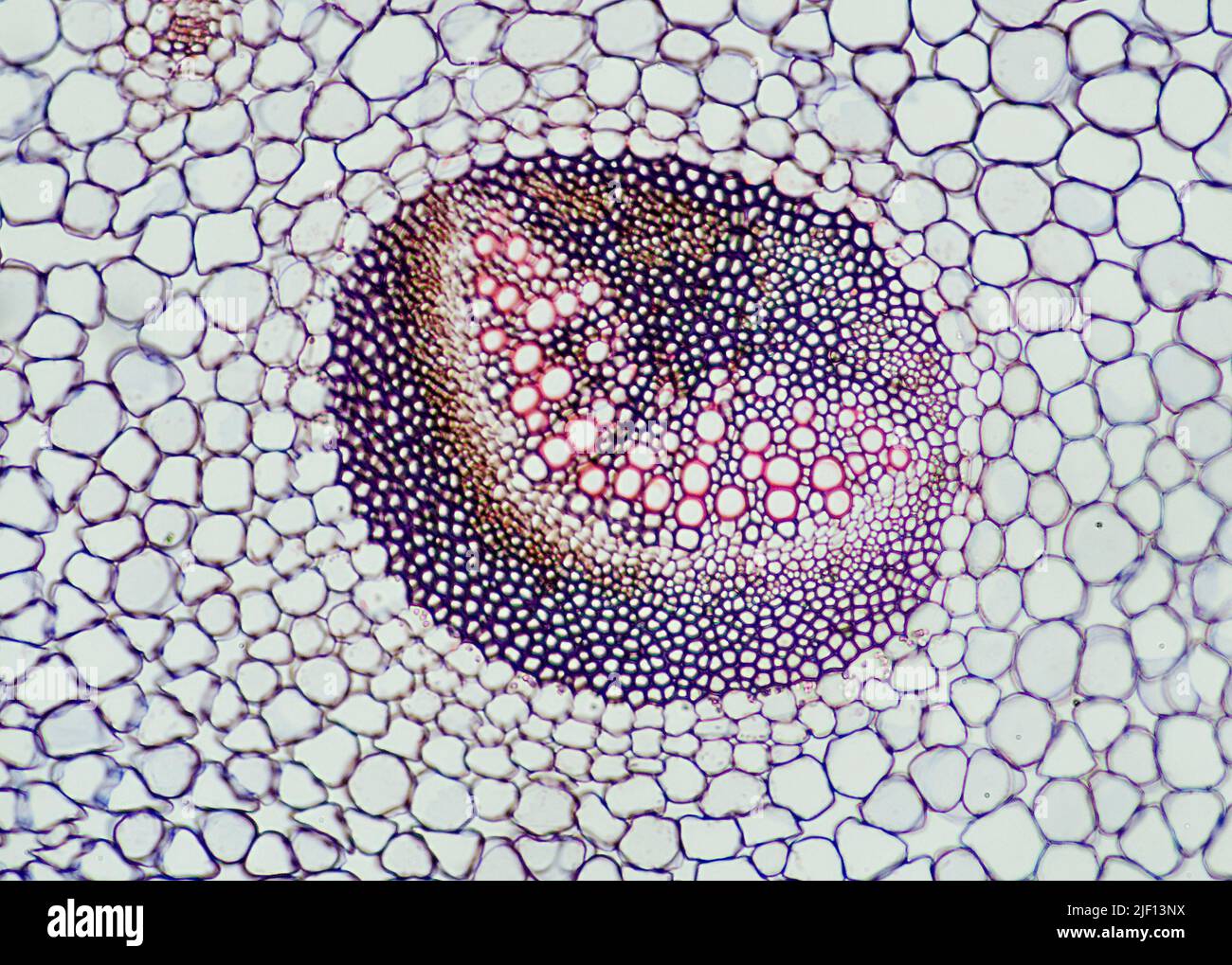 Vascular bundle in the leaf stem of Plantago major (Common Plantain). Stock Photo