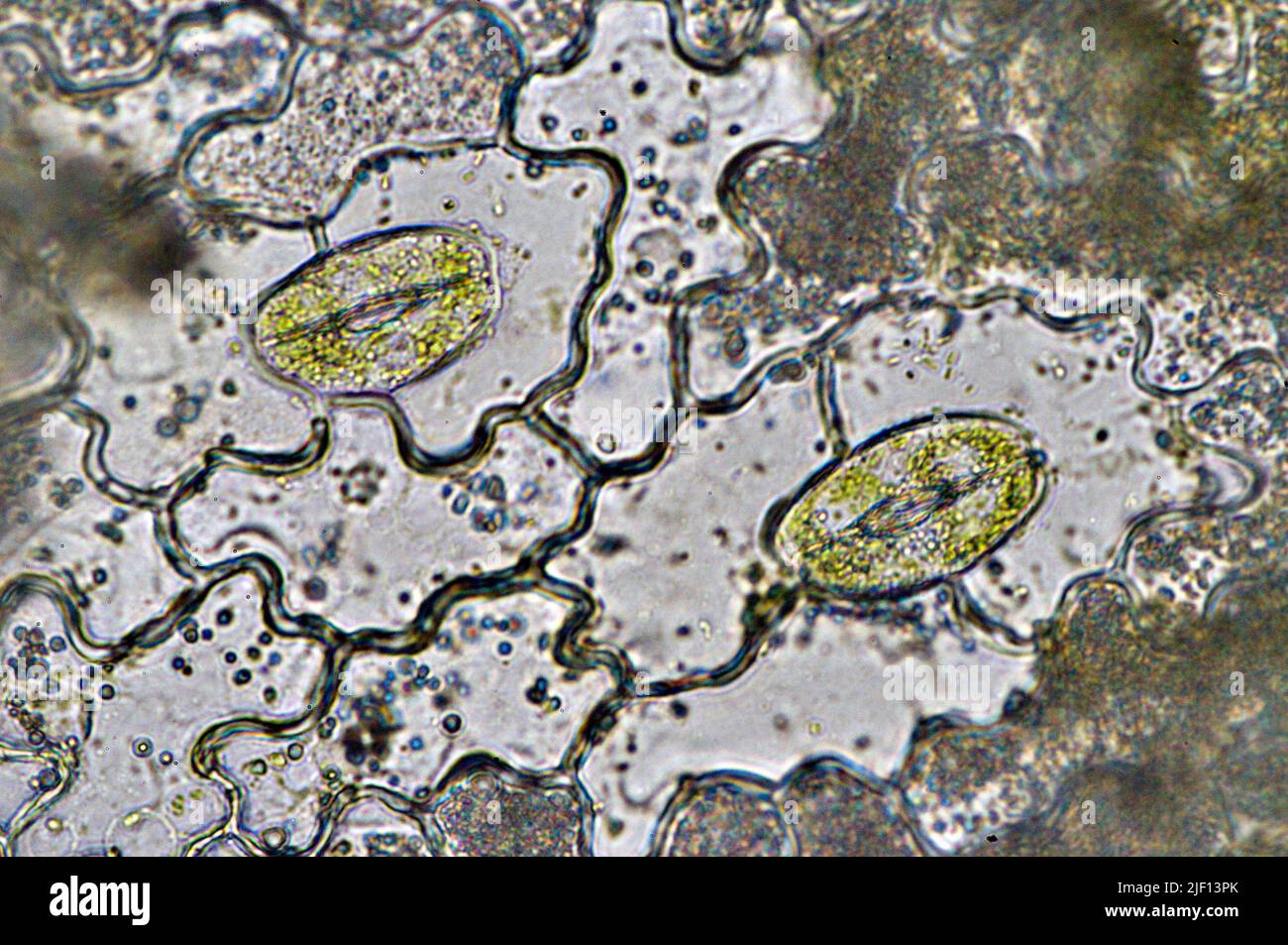 Stomata from the leaf of a windo plant. Stock Photo