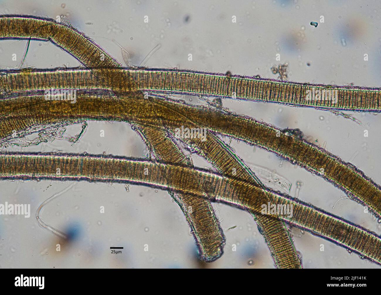 Cyanobacteria from Hawaii, probably Lyngbya sp. The diameter of each string is about 0,06mm (60 micro meters). Stock Photo
