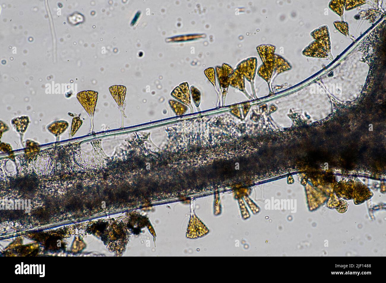 Pennate diatoms from the genus Licmophora typically growing epiphytic on other microscopic algae. Stock Photo