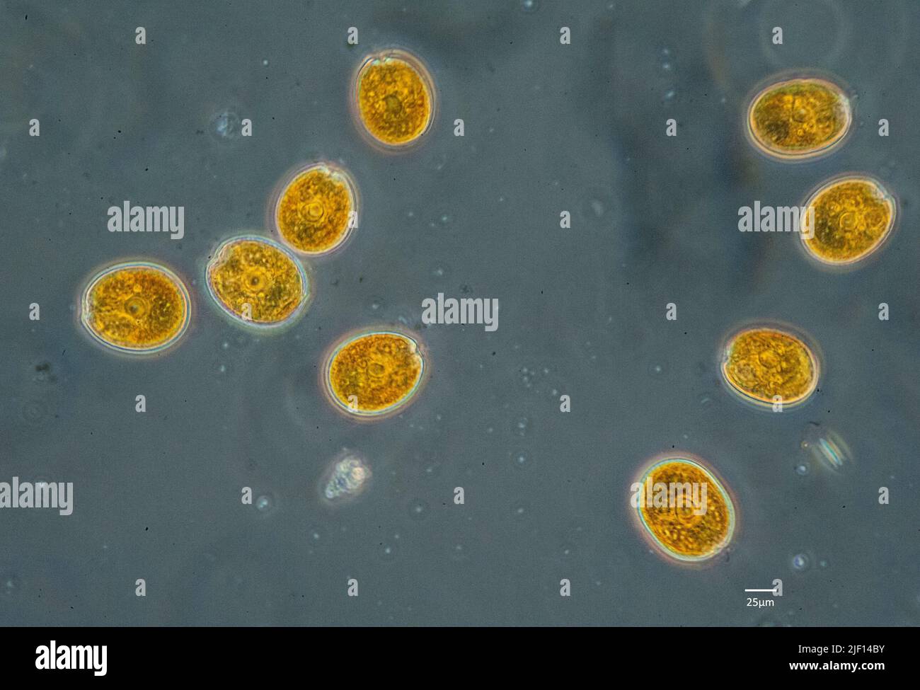 Flagellates from the genus Amphidinium collected from a marine aquarium. Stock Photo
