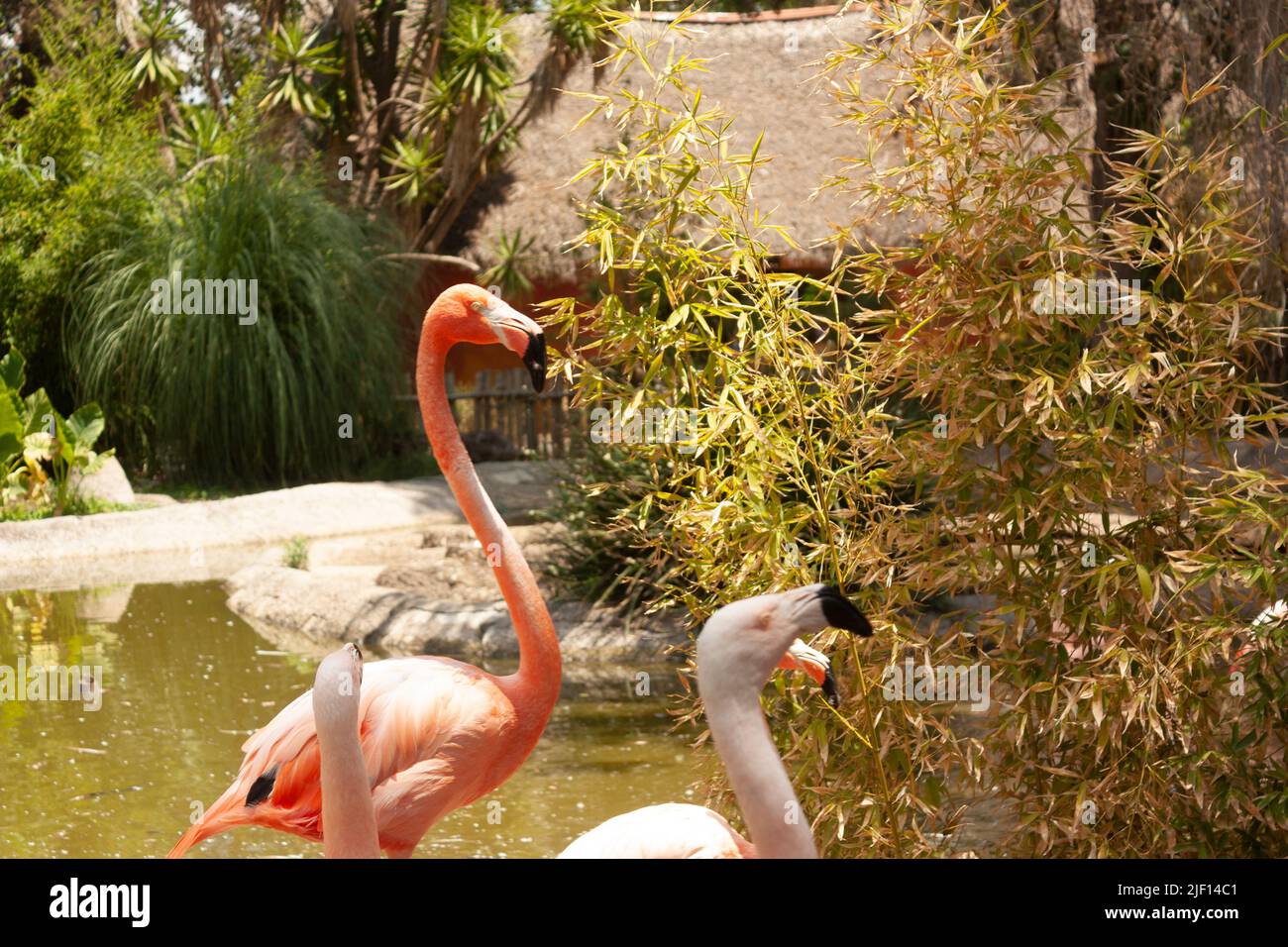 Detail of flamingo heads with background of vegetation and lake scientific name: Phoenicopterus chileni Stock Photo