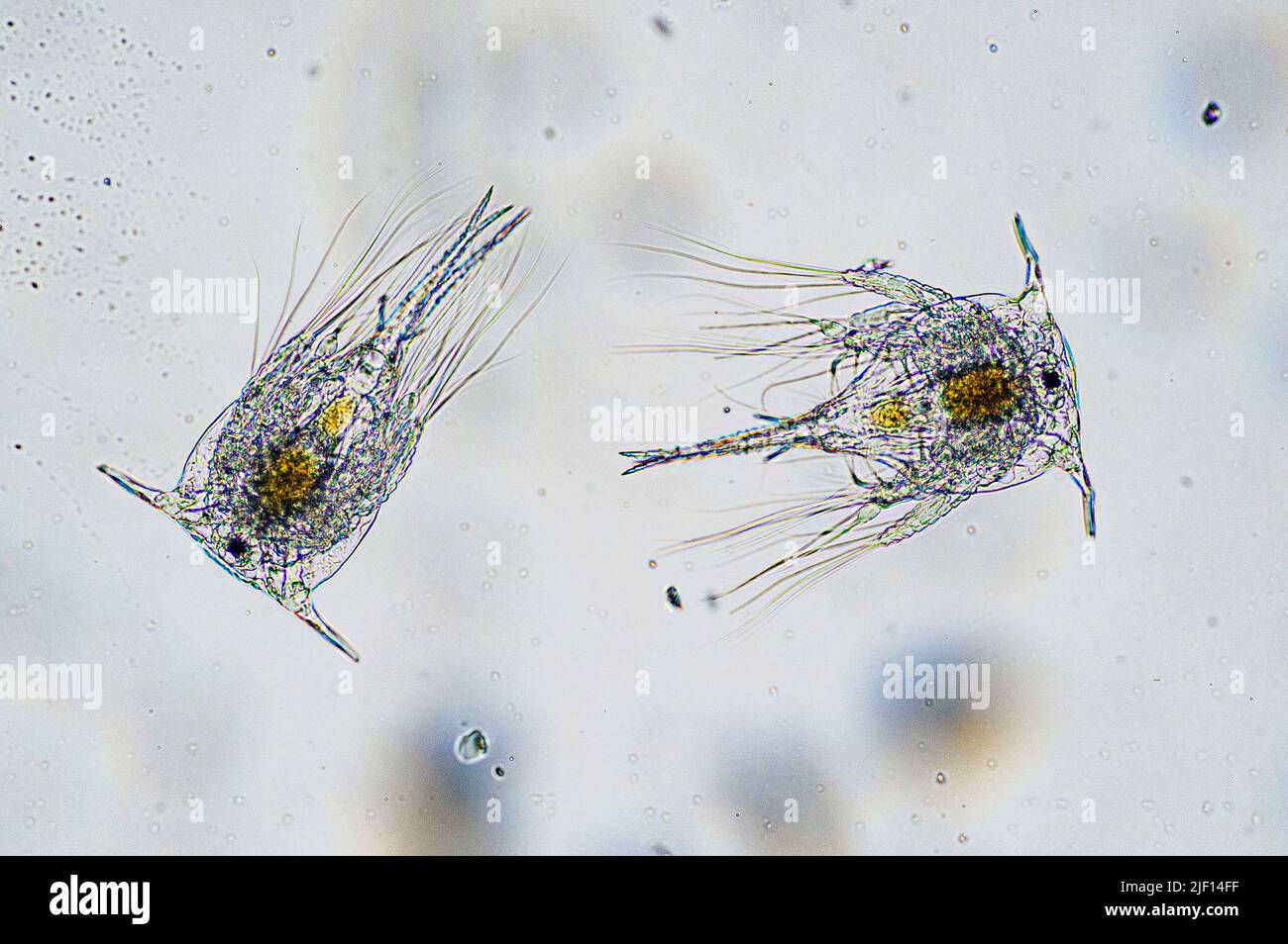 Pelagic larvae of barnacle (Balanus sp., probably B. crenatus), collected from coastal surface water og south-western Norway. Stock Photo