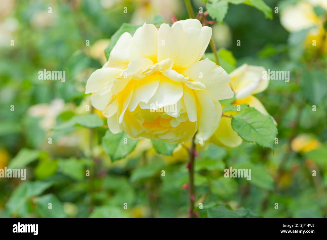 English Roses - Portrait of Rosa Molineux Stock Photo - Alamy