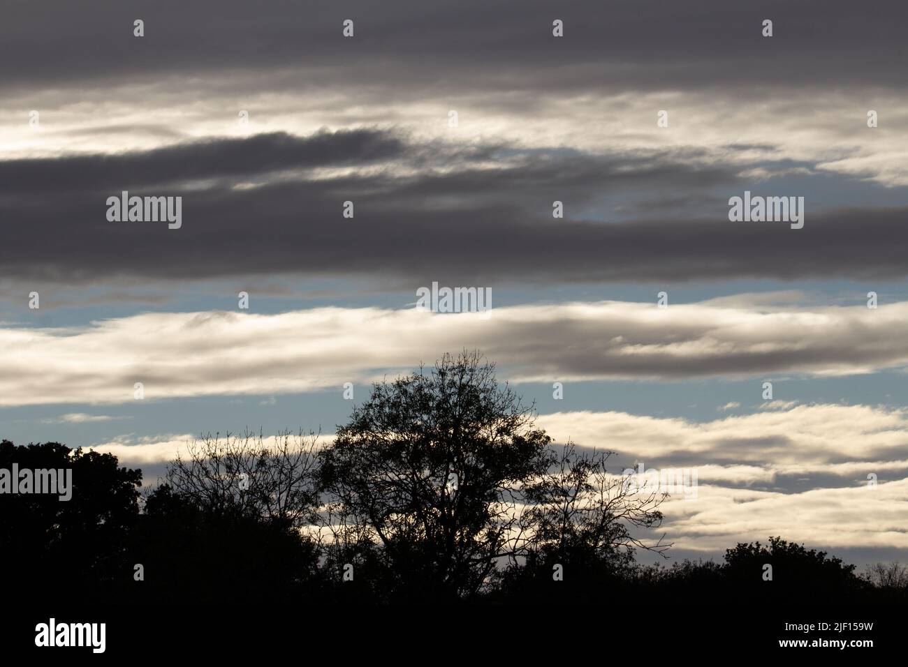 silhouette of trees against the storm clouds and pale blue sky in the ...