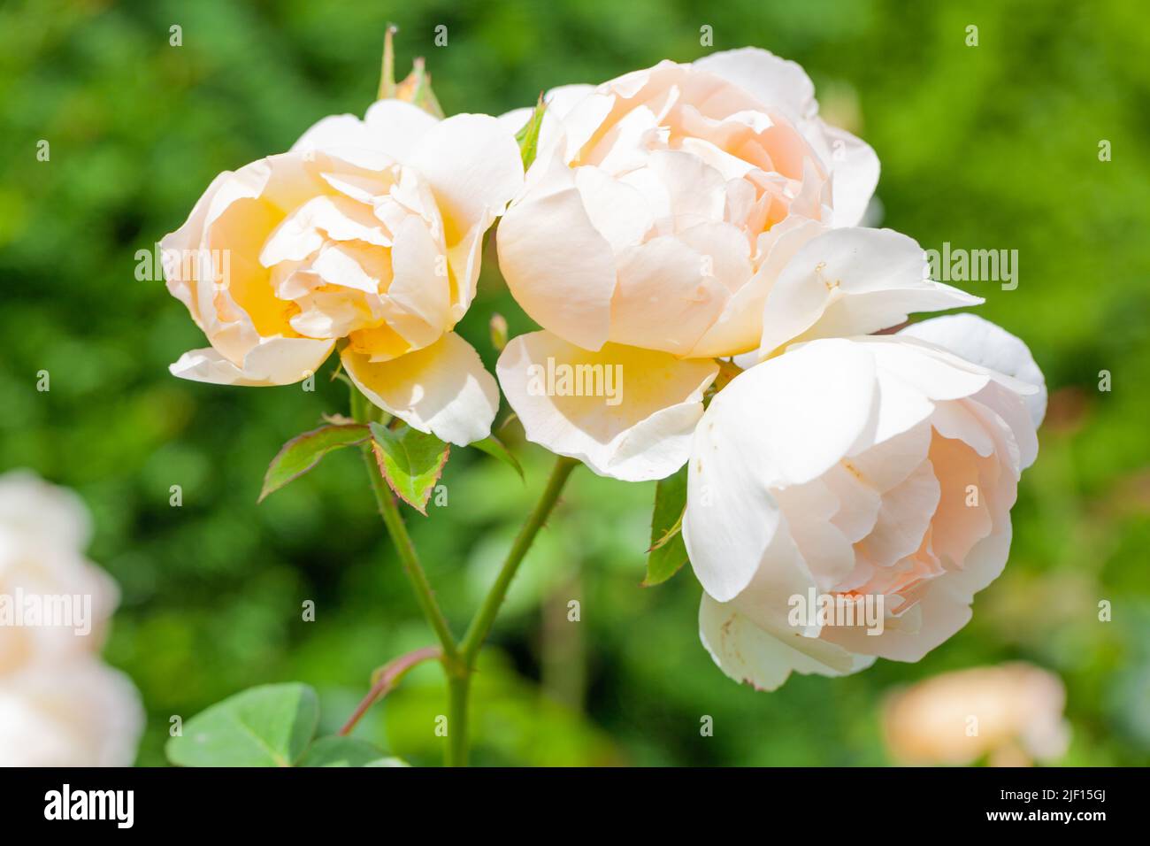 Comte d champagne rose hi-res stock photography and images - Alamy