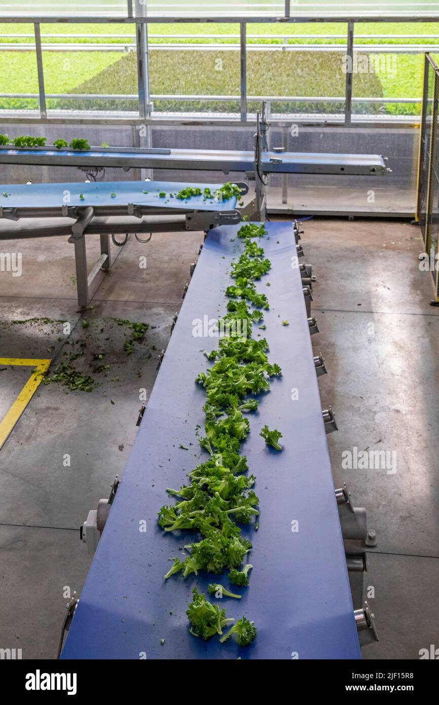 Caledonia, Michigan - Revolution Farms, a hydroponic farm which grows lettuce in a huge greenhouse for major supermarket chains. The farm has highly a Stock Photo