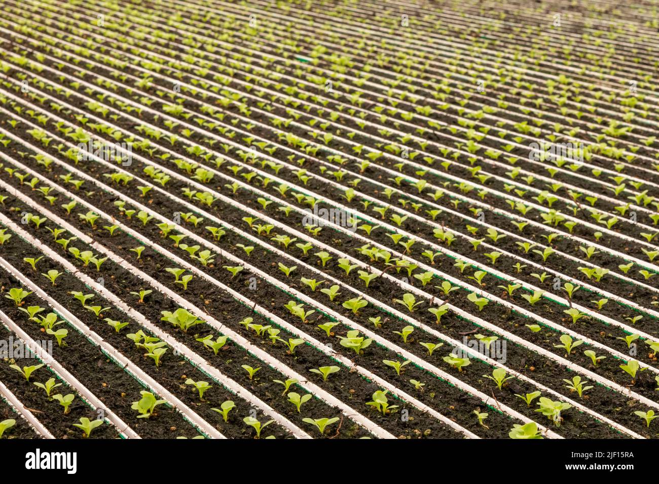 Caledonia, Michigan - Revolution Farms, a hydroponic farm which grows lettuce in a huge greenhouse for major supermarket chains. The farm has highly a Stock Photo