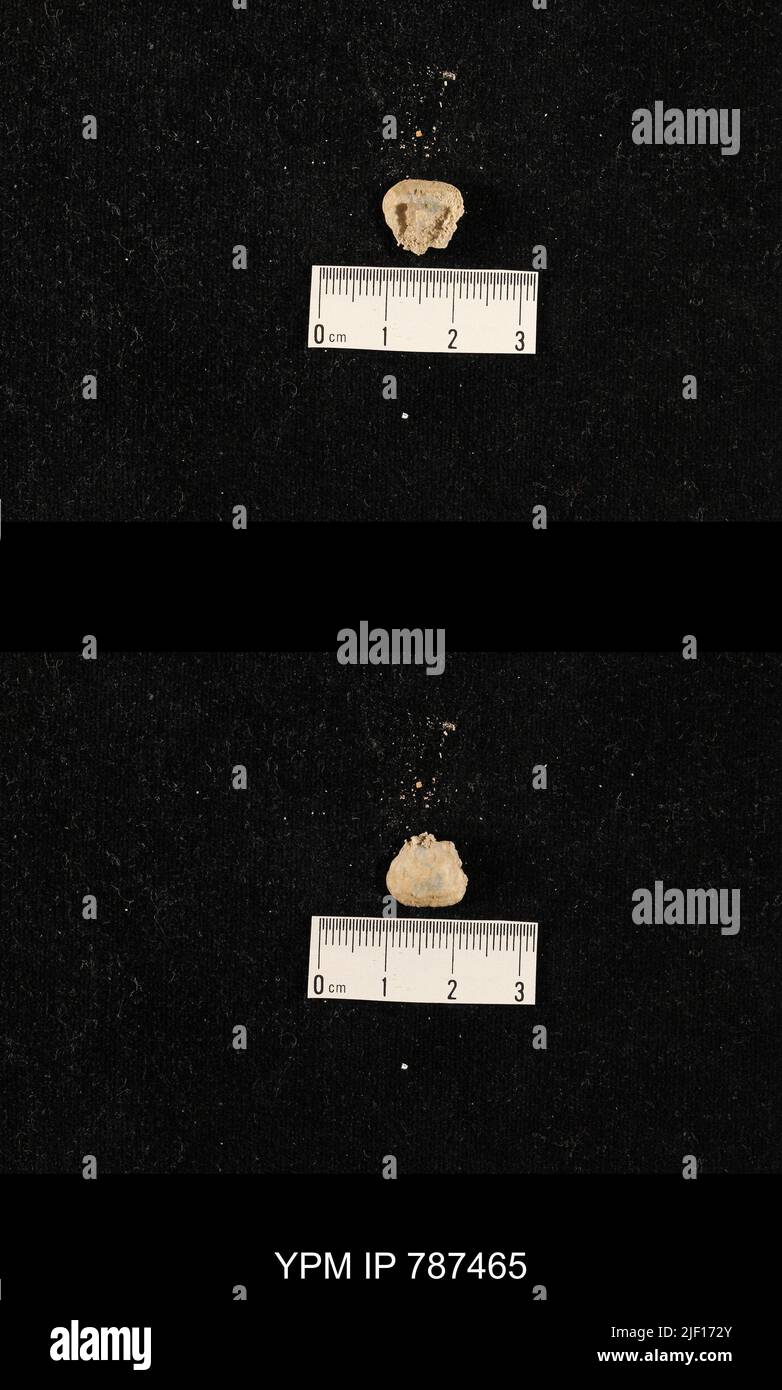 Organisms bilateral symmetry hi-res stock photography and images - Alamy