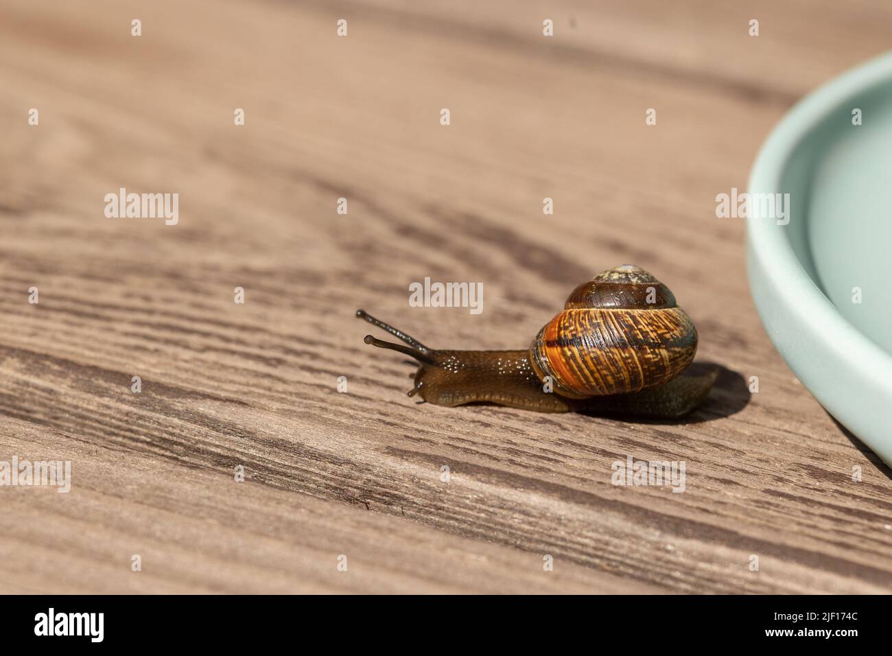 Beautiful garden snails crawling on wooden background. High quality photo Stock Photo