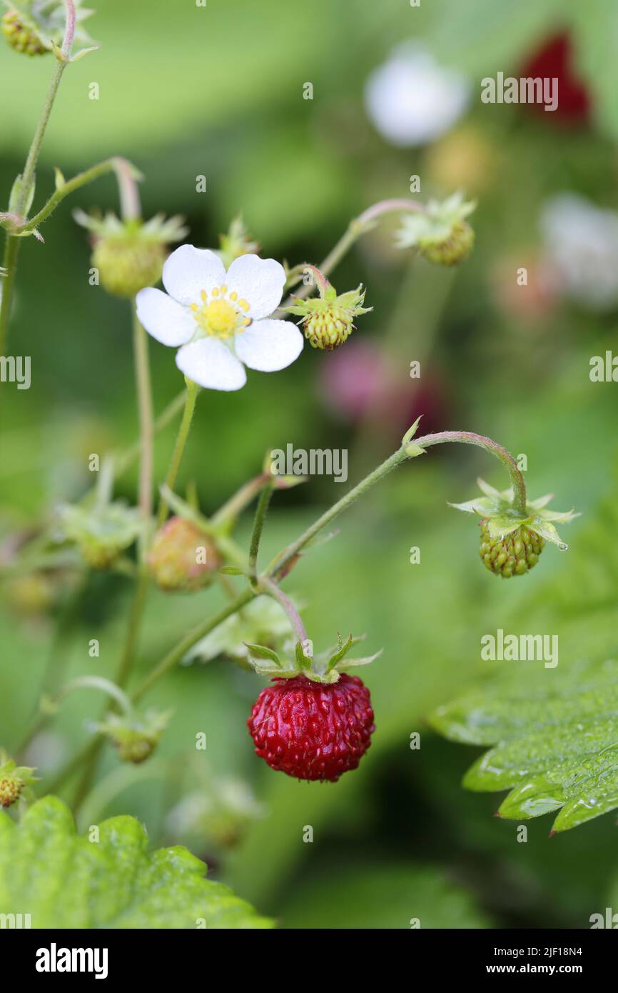 Flower and fruit of a wild woodland strawberry Stock Photo - Alamy
