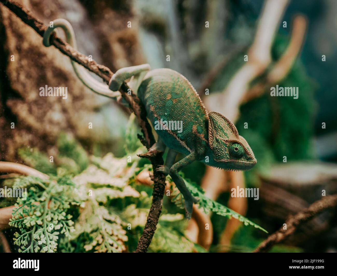 Chameleon close up. Multicolor Beautiful Chameleon closeup reptile with colorful bright skin. Exotic Tropical Pet Stock Photo