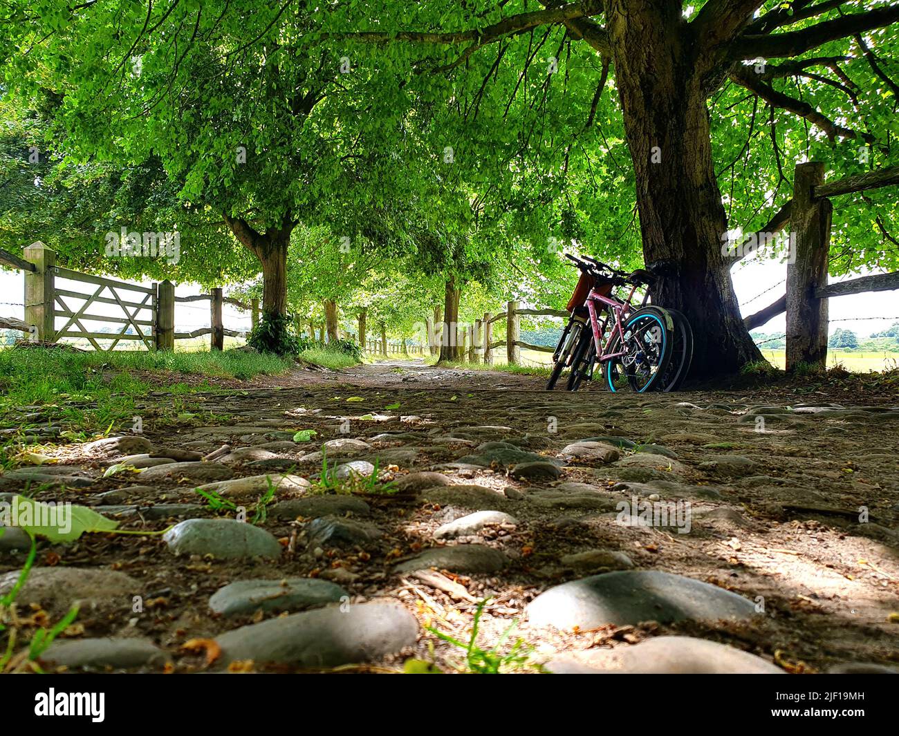 pushbike ride on a ancient english tree lined pathway on a sunny day in manchester on the 27/06/2022 Stock Photo