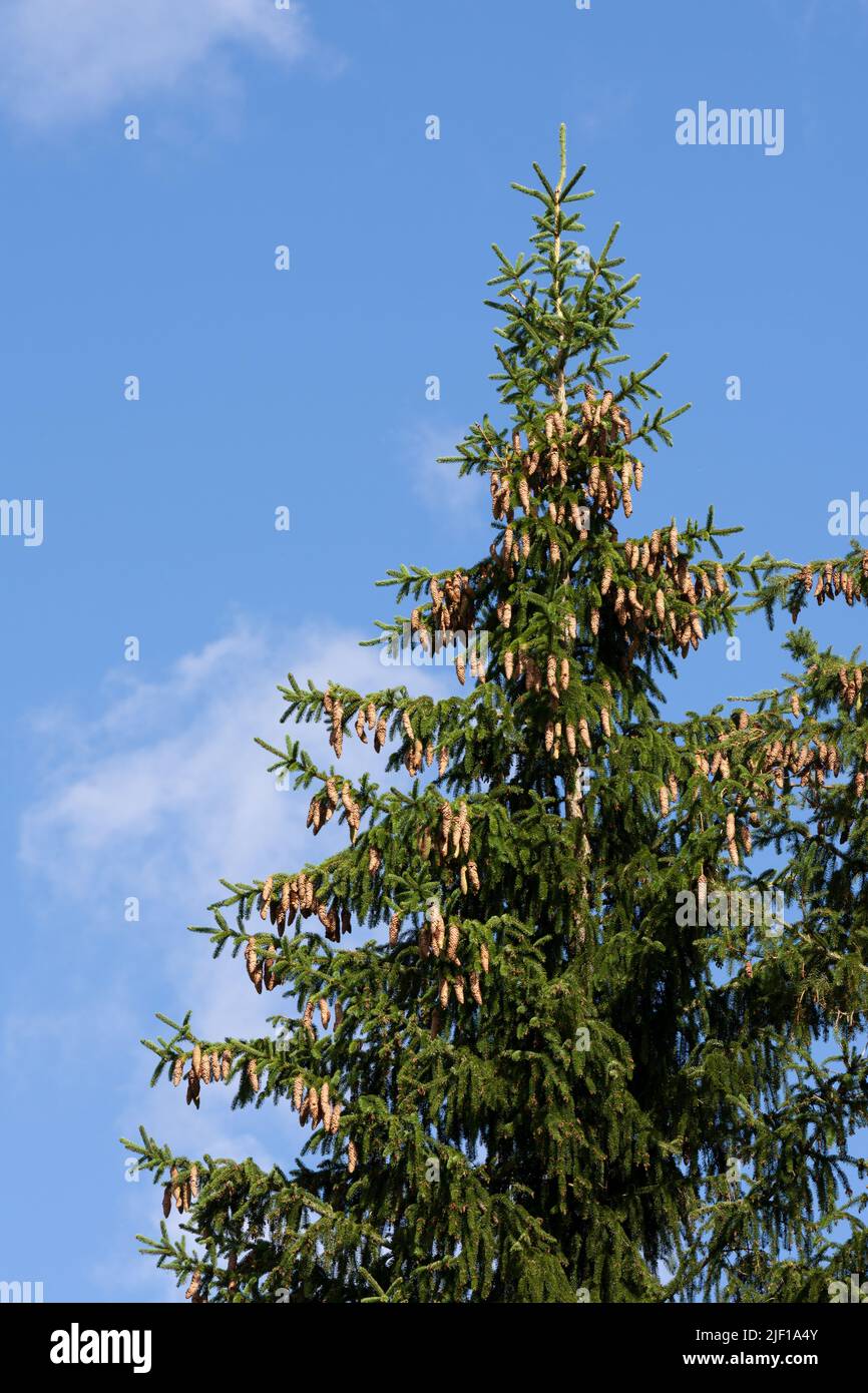 Evergreen spruce tree top with many cones Stock Photo