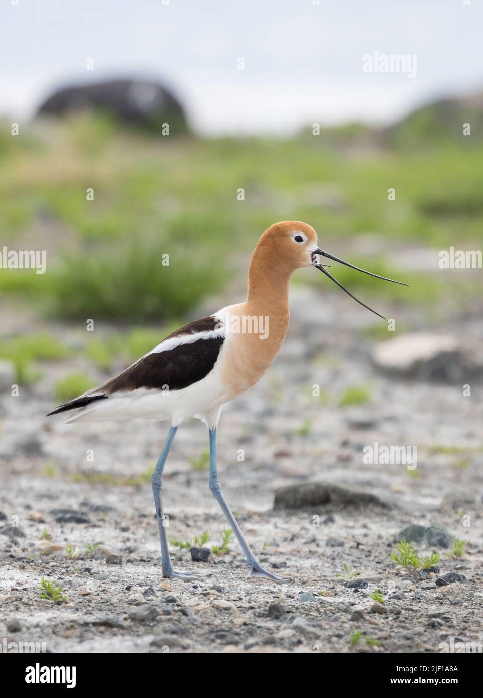 American Avocet walking along the shore at Alkali Lake in Cody, Wyoming