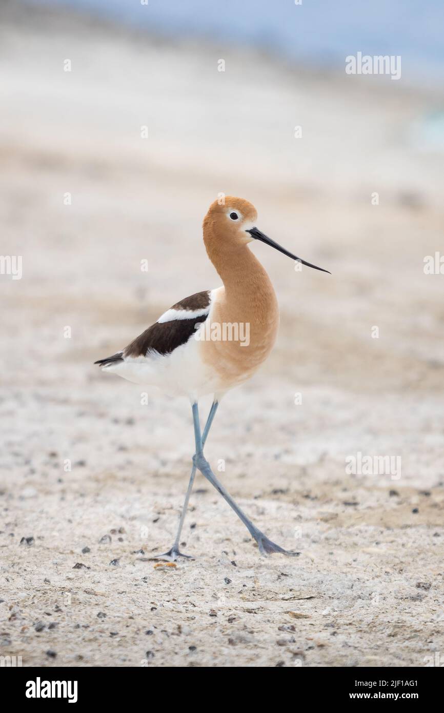 American Avocet walking along the shore at Alkali Lake in Cody, Wyoming