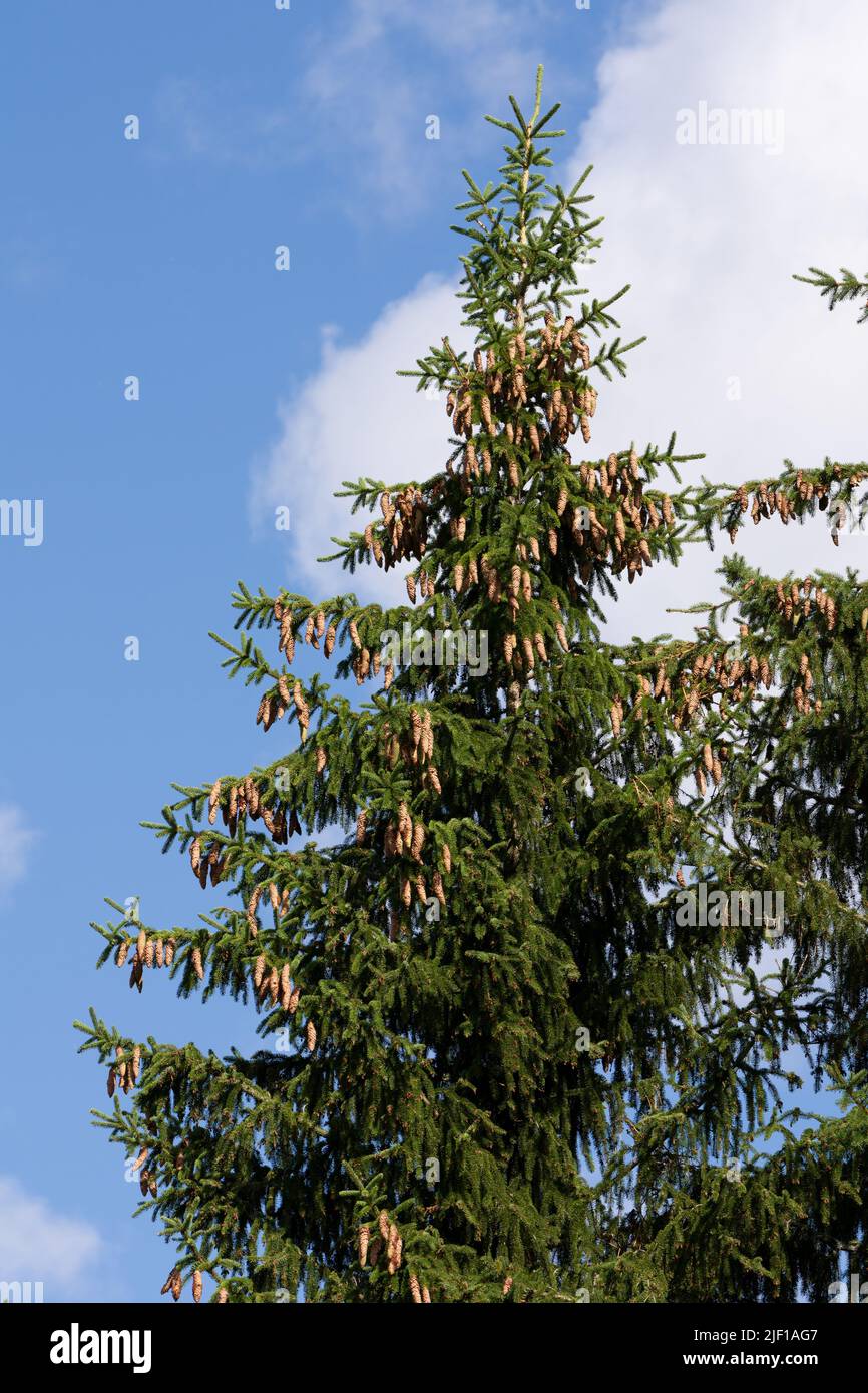 Evergreen spruce tree top with many cones Stock Photo