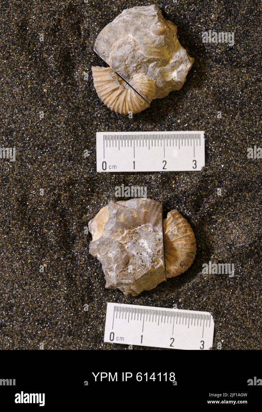 Uncoiled Shell Coiled specimens hi-res stock photography and images - Alamy