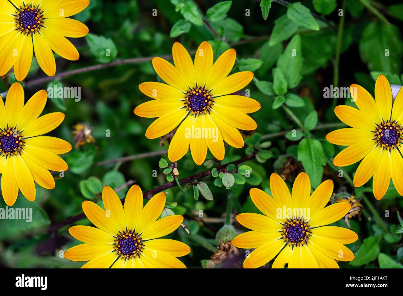 The flower heads of Osteospermum Erato, Osteospermum Cape Daisy, Serenity Blue Eyed Beauty, yellow petals with with blue/purple centre ‘eyes’. Stock Photo