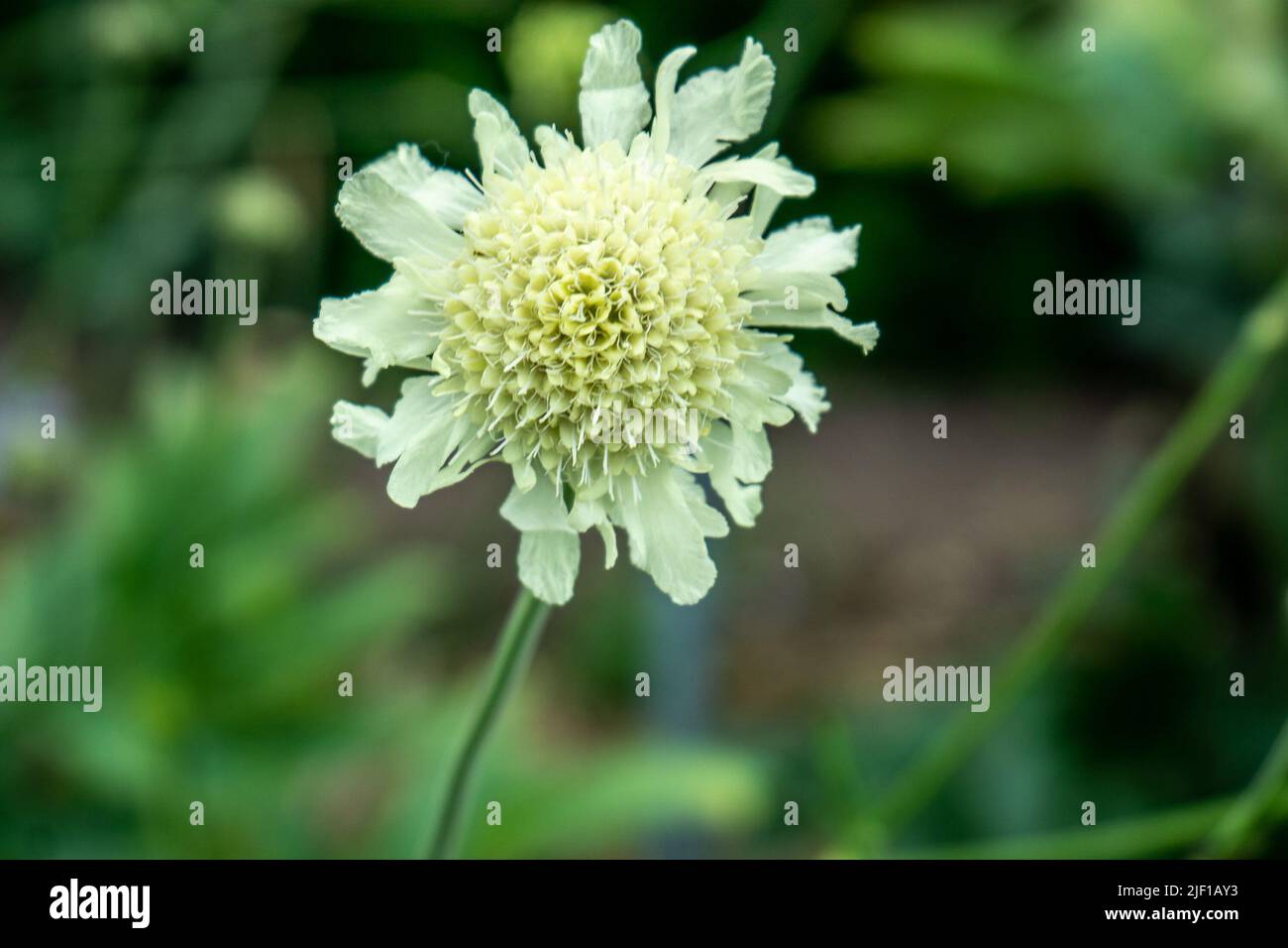 The flower head of Scabiosa Caucasica Perfecta Alba Stock Photo