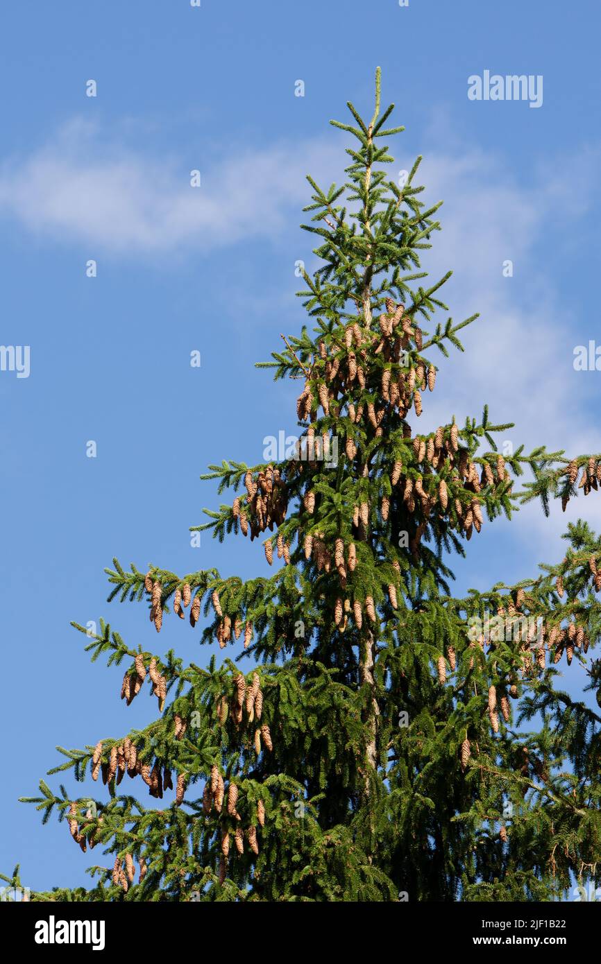 Evergreen spruce tree top with many cones Stock Photo