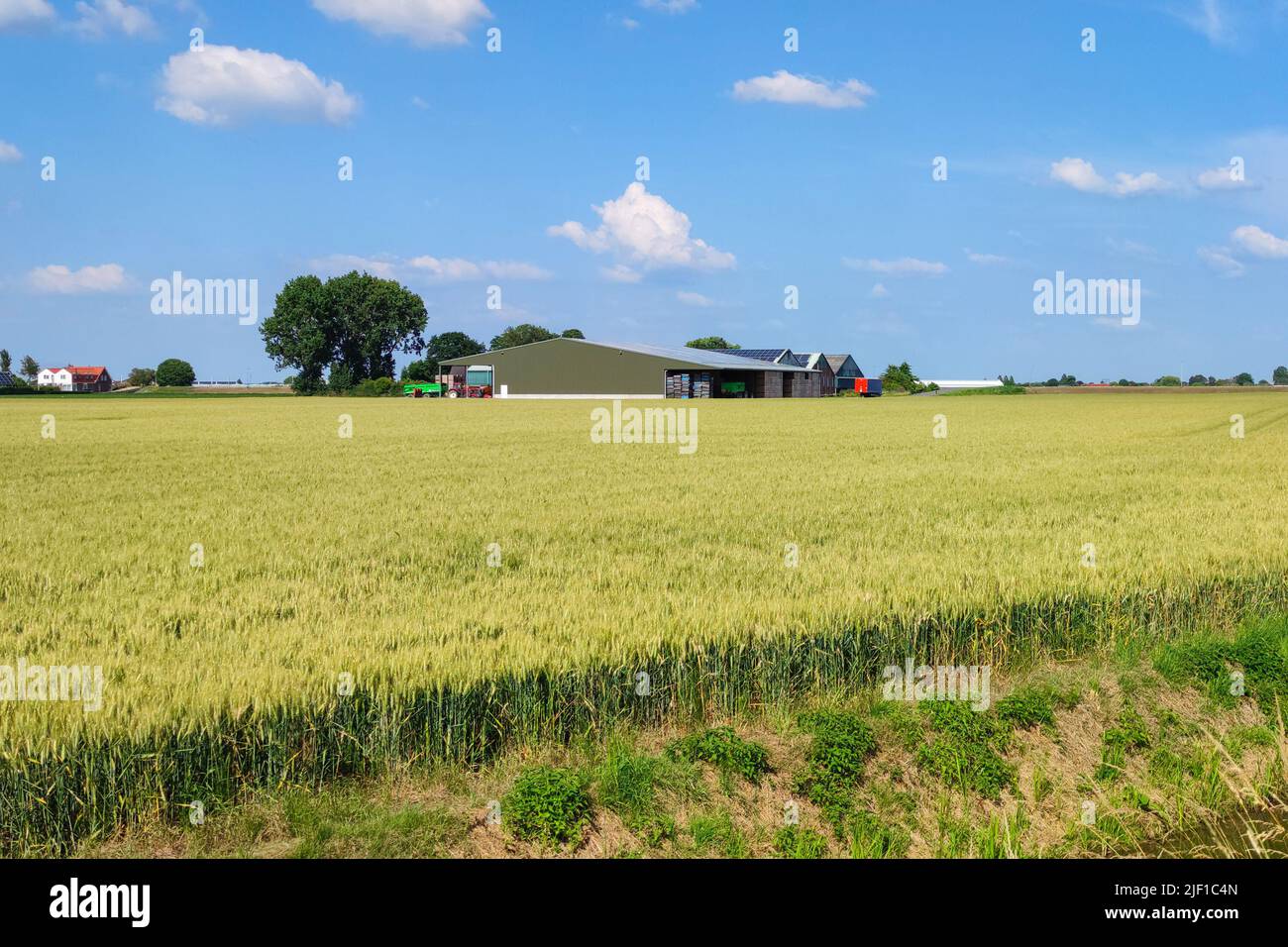 Dutch farm among the grain fields on a sunny day in June Stock Photo