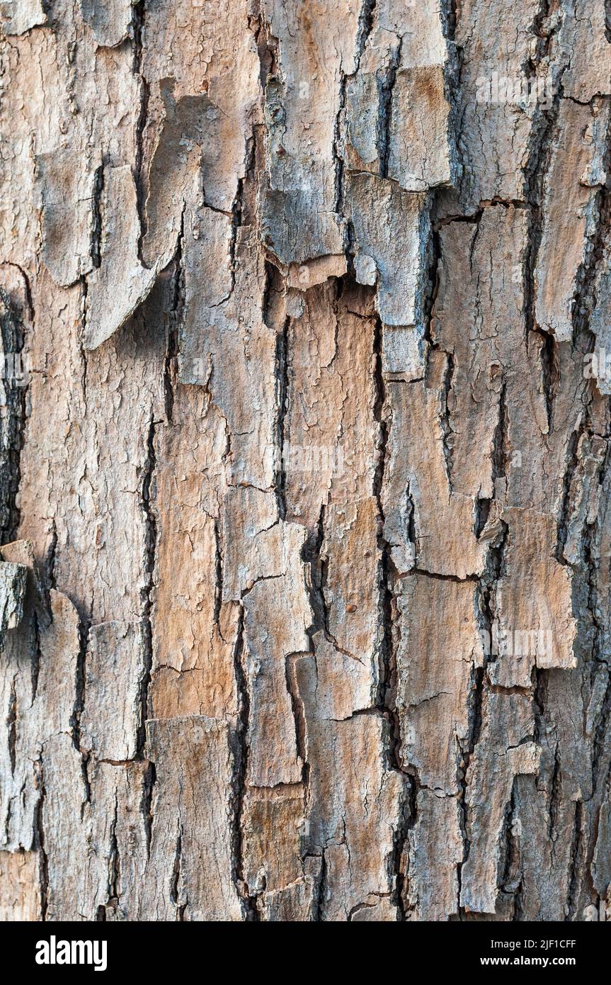 Box elder (Acer negundo) tree trunk closeup. Brown bark with deep vertical furrows, abstract pattern texture. Stock Photo