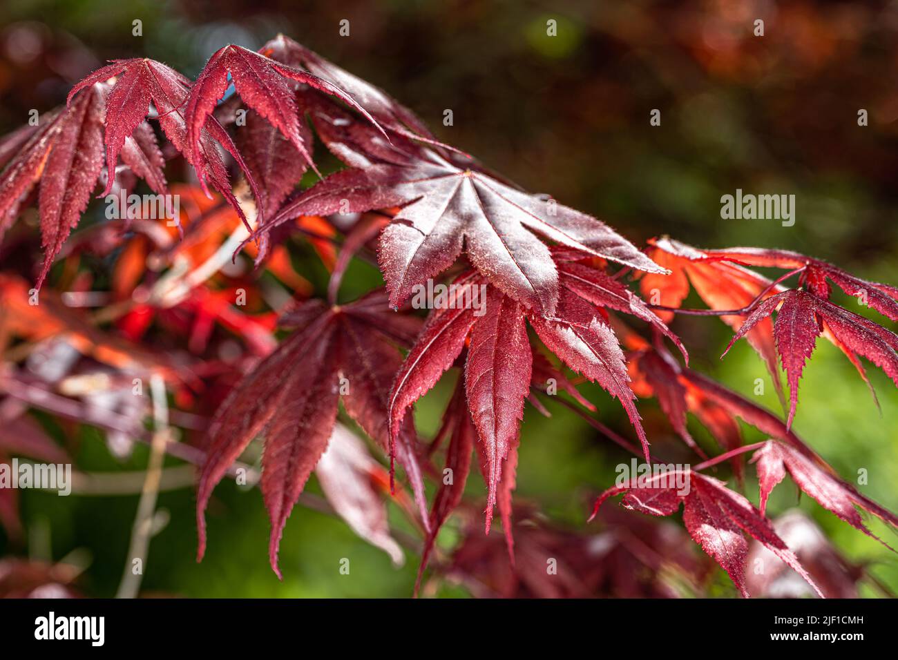 Redleaf Japanese Maple (Acer palmatum ‘Red Emperor’ Stock Photo - Alamy