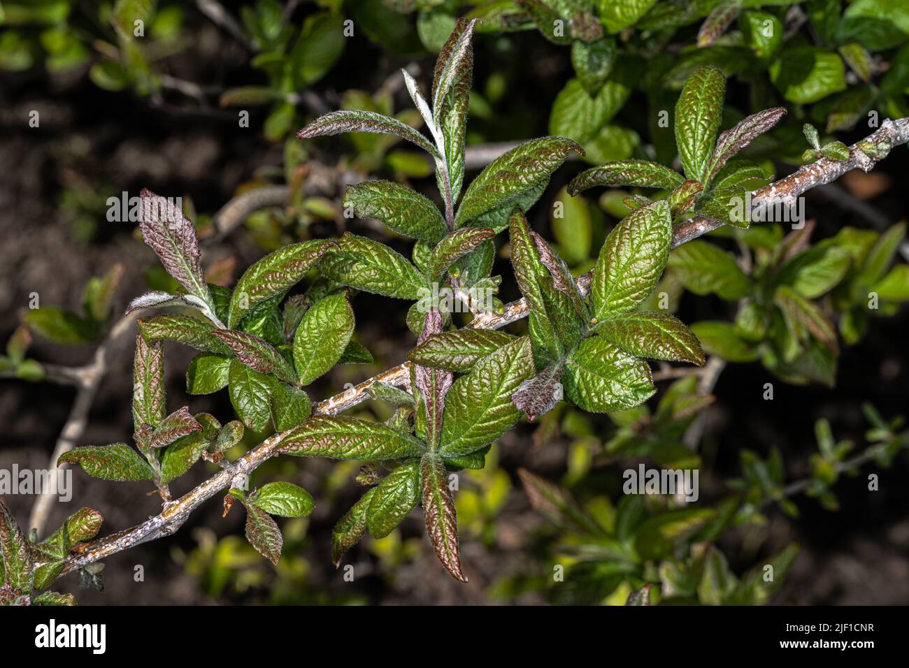 Leaves of Oriental Photinia (Photinia villosa) Stock Photo