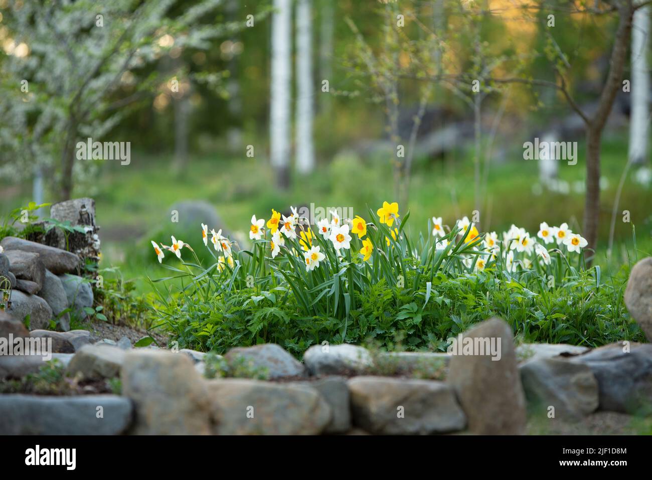 White daffodils, Poeticus daffodils, Narcissus poeticus Actaea, flowers in springtime. Blurred, bokeh background. Stock Photo