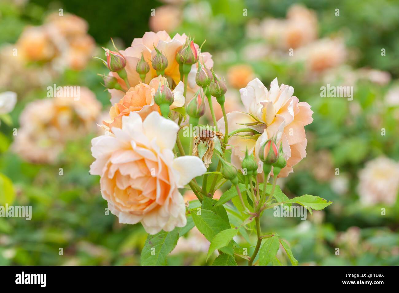British Rose Gardens - Close-up of the Rose Grace Auskeppy Stock Photo ...