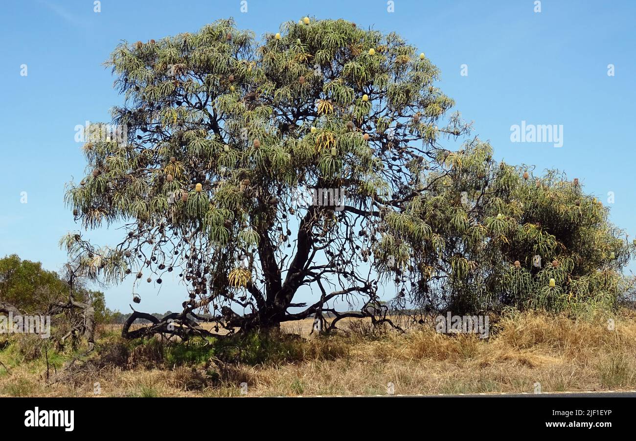 Tree in Australia Stock Photo Alamy