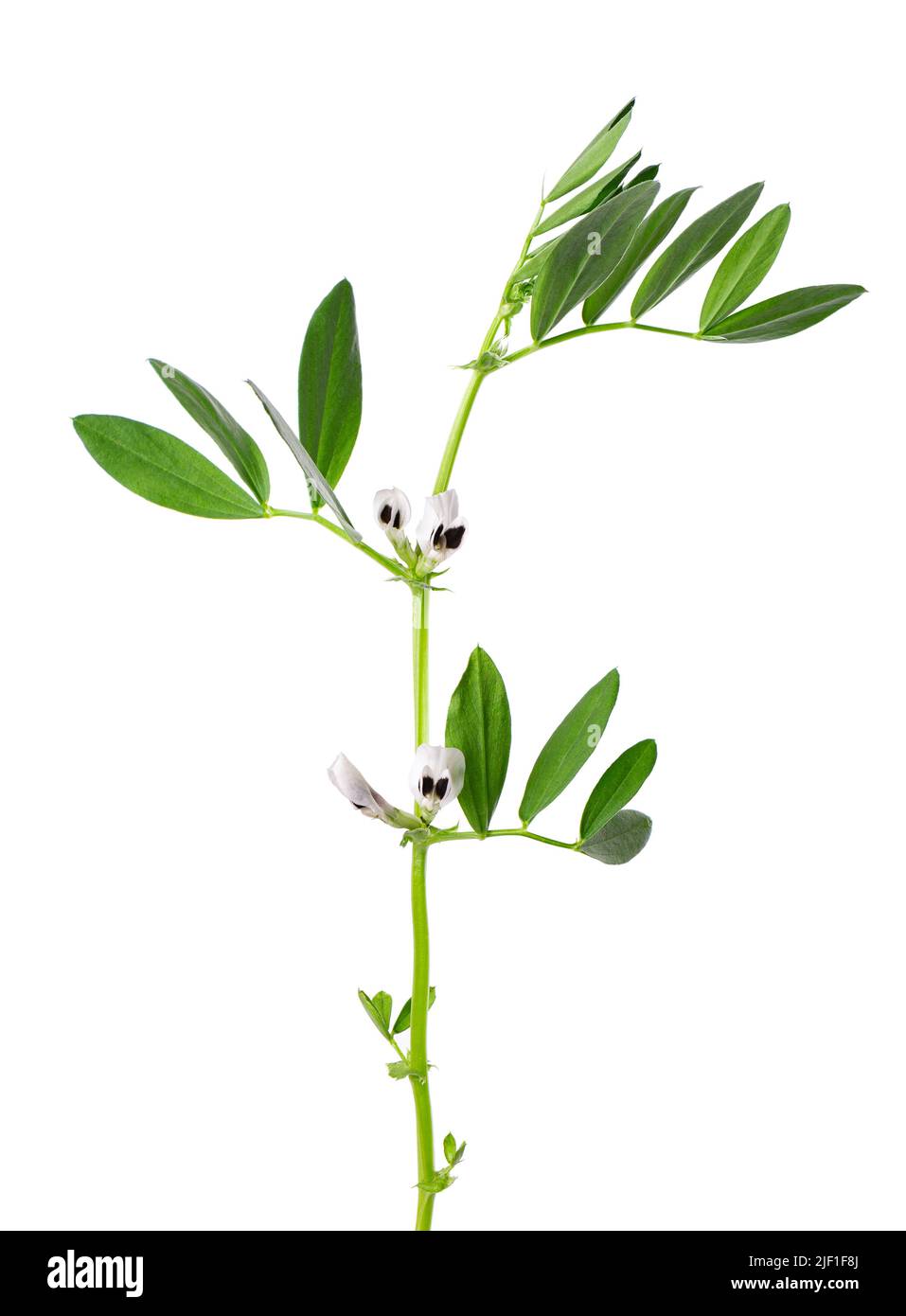 Green bush of broad beans with flowers, isolated on white background. Fava beans Stock Photo Alamy